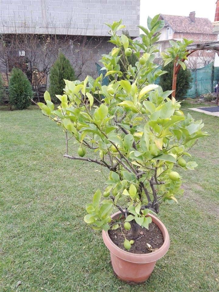 Limon