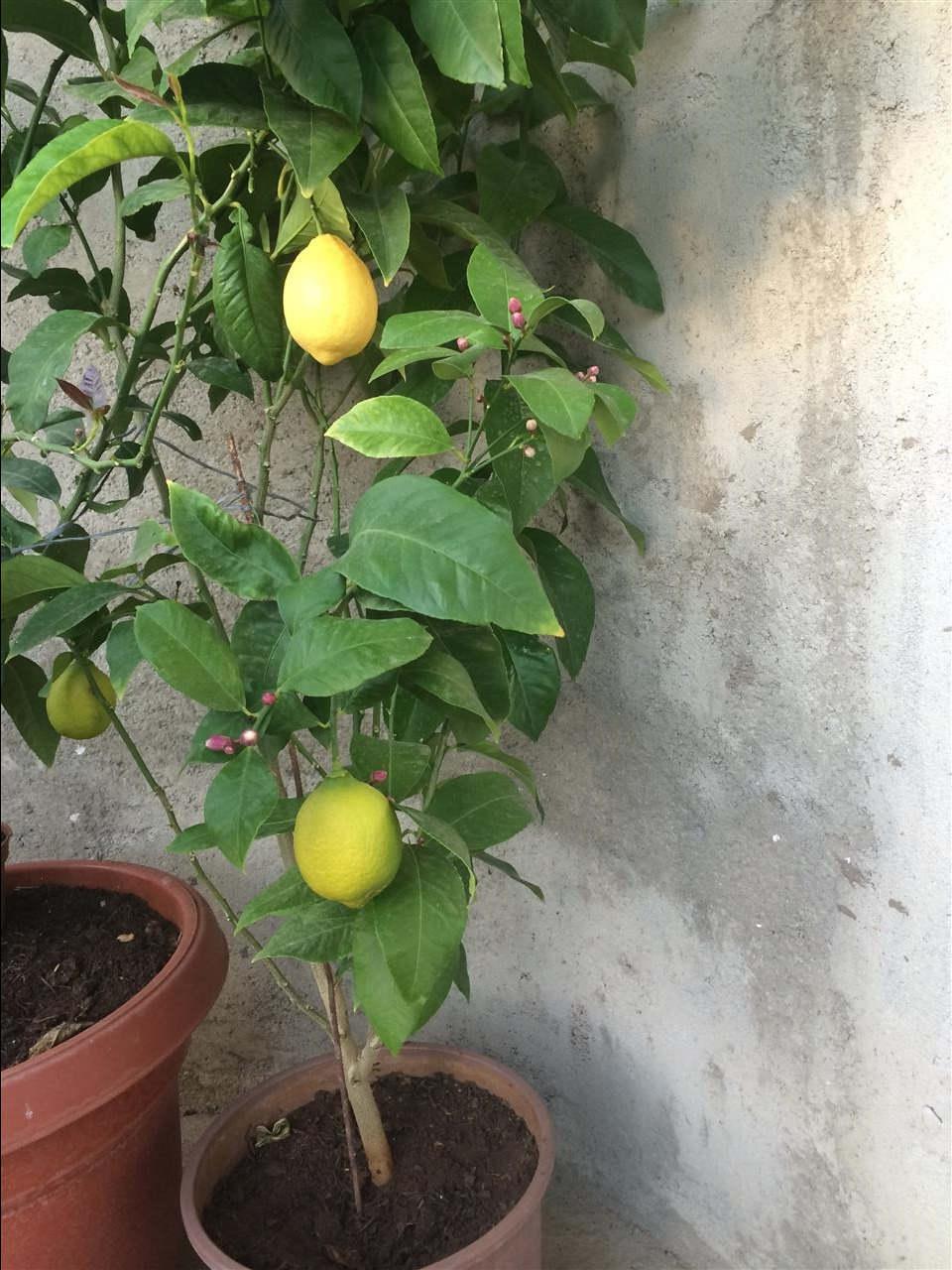 Limon-