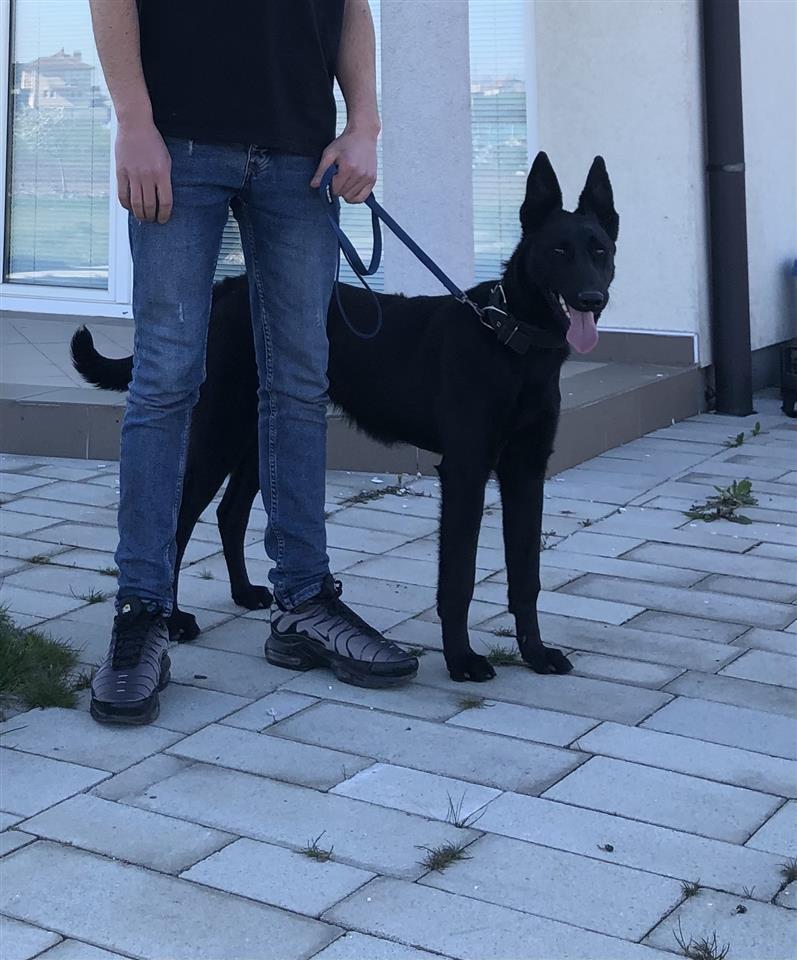 Belg-malinois-
