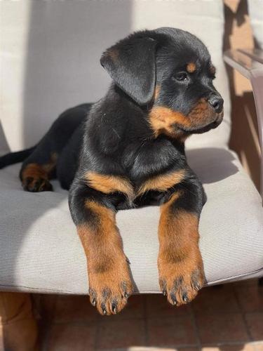 ROTTWEILER