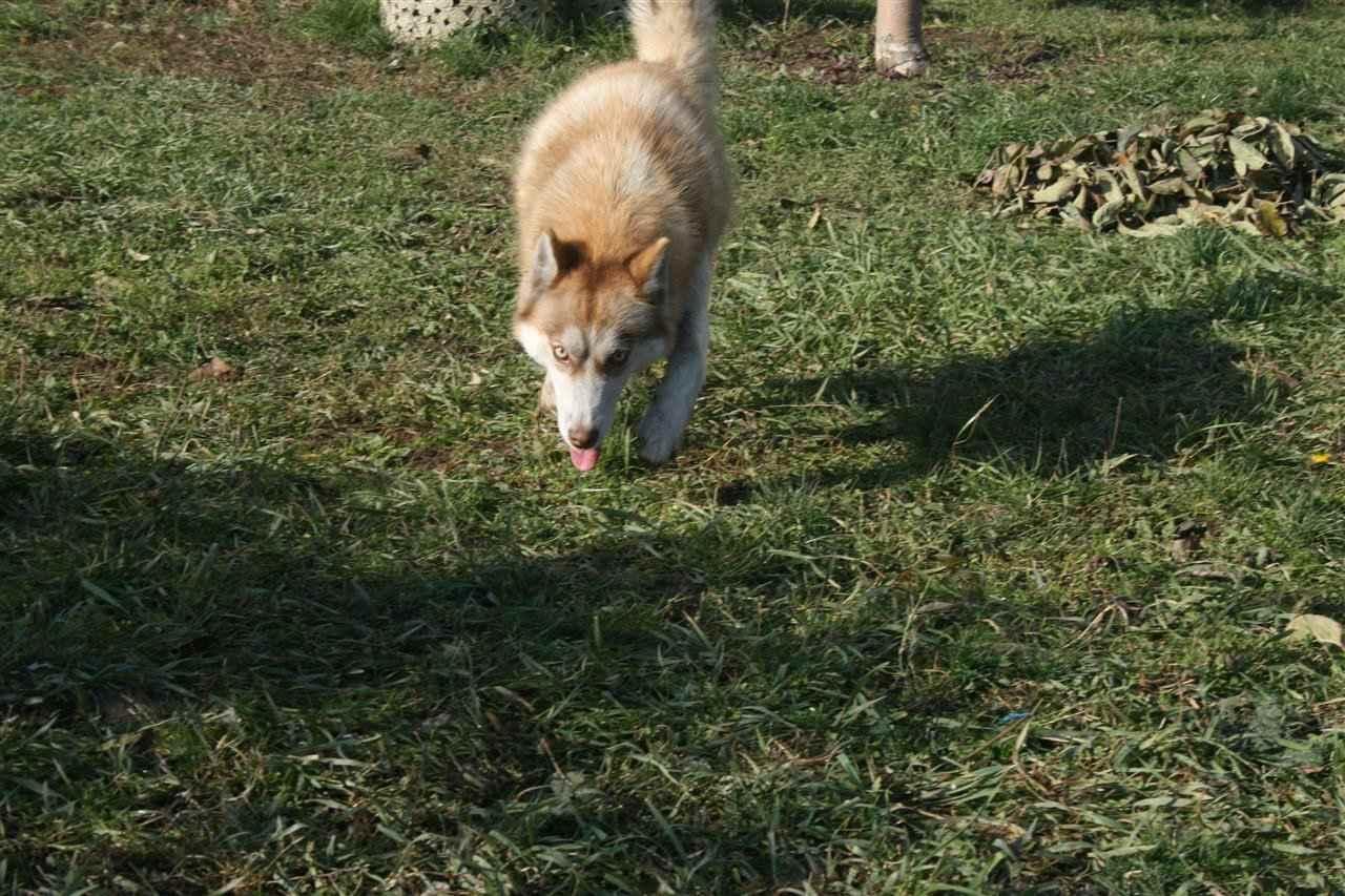 Husky-Siberian