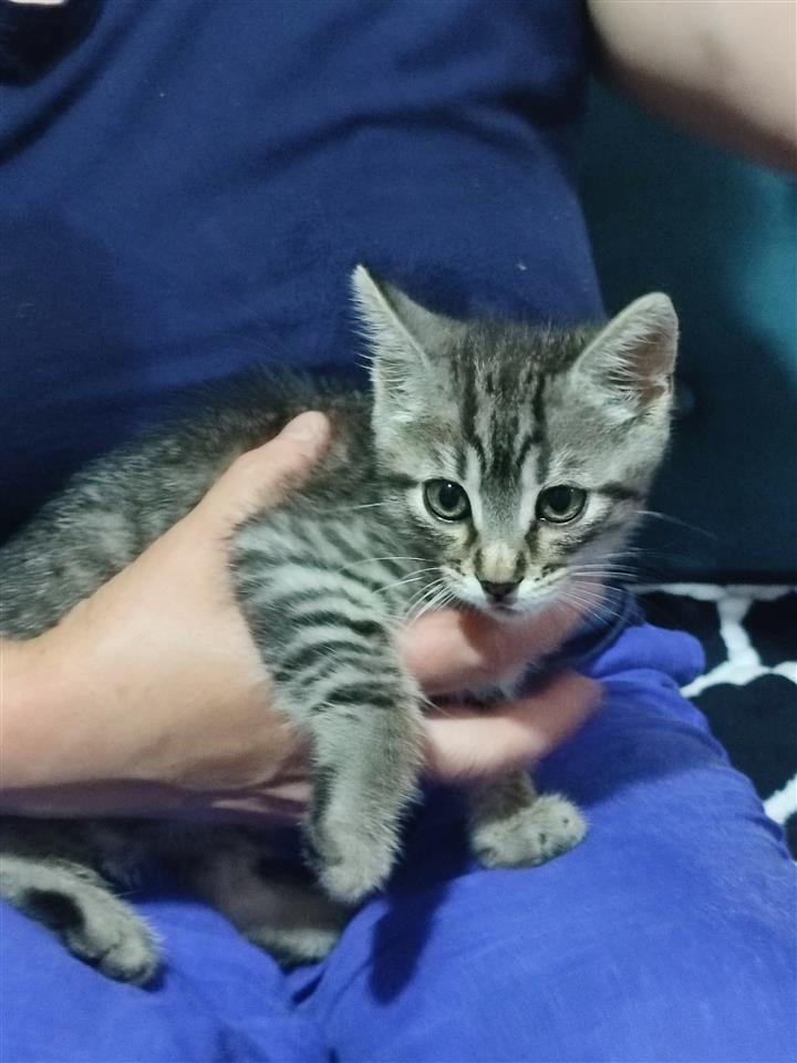 Mace-per-adoptim