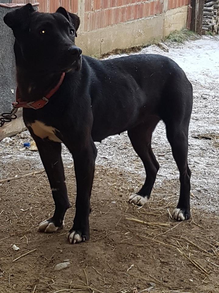 Pitbull