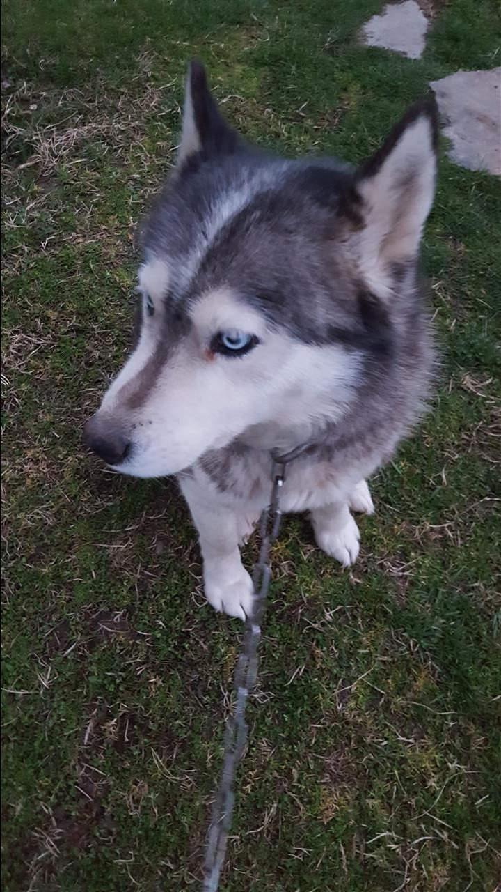 Haski