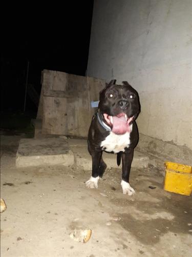 Pit Bull 