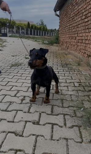 Terrier