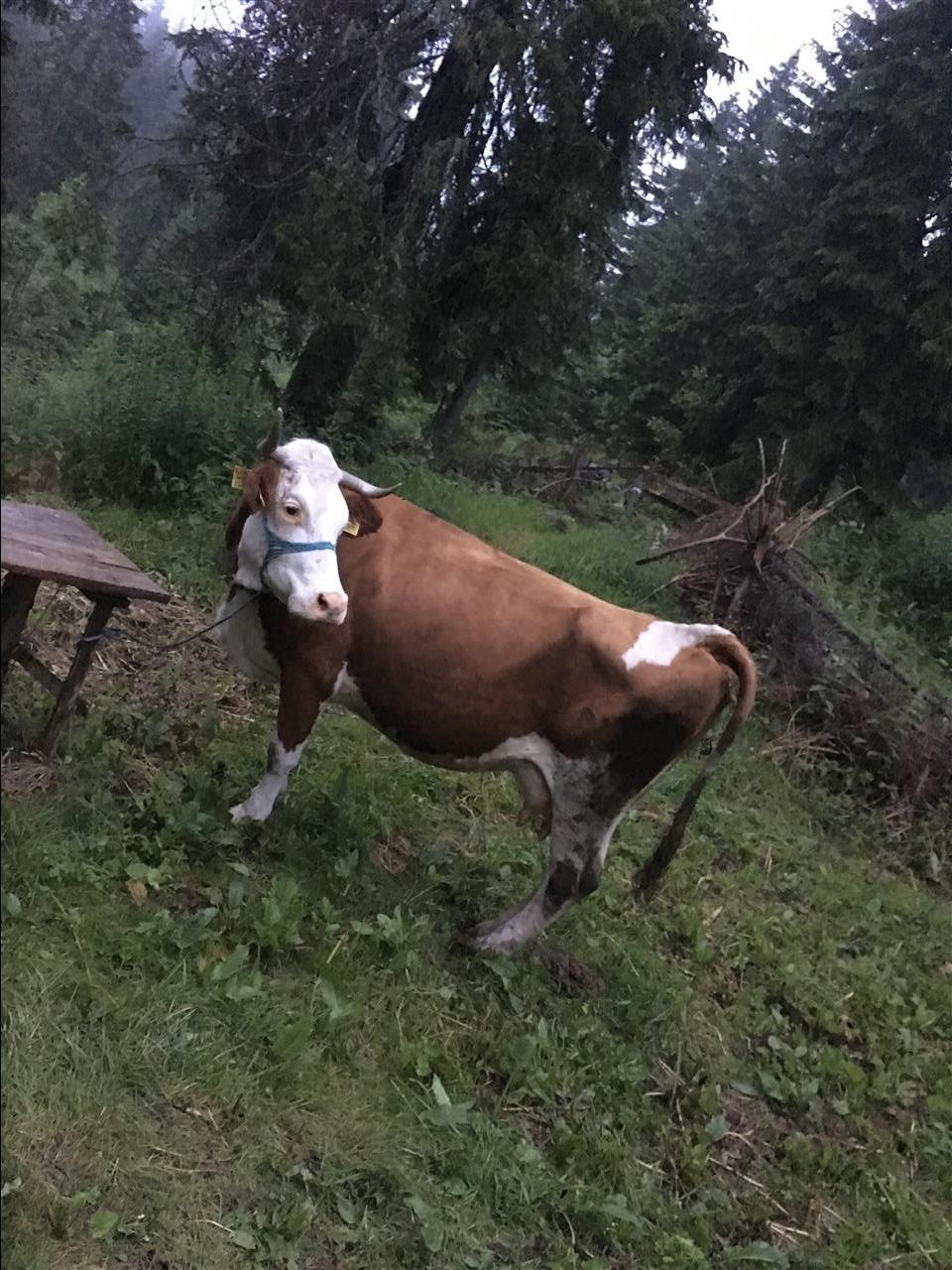 Shitet-lopa