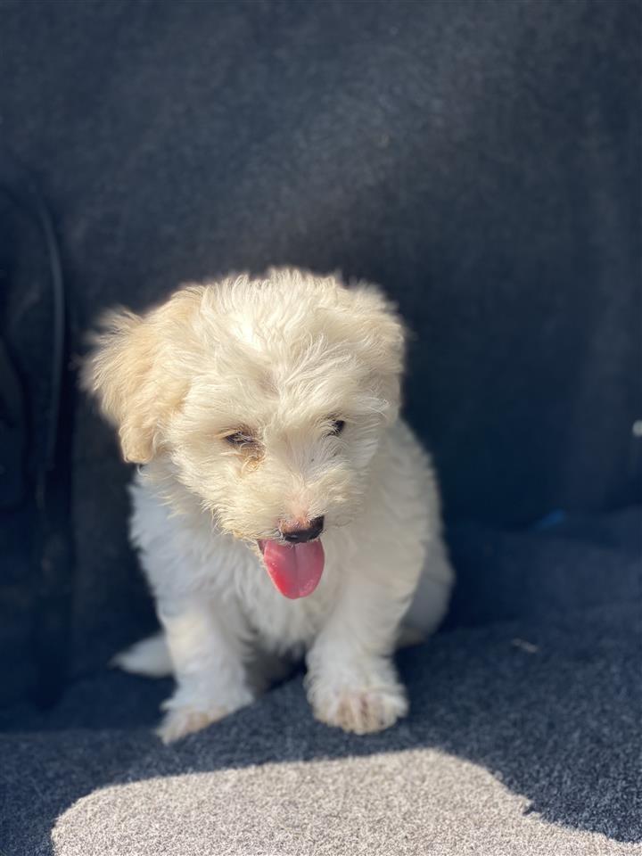Maltezer