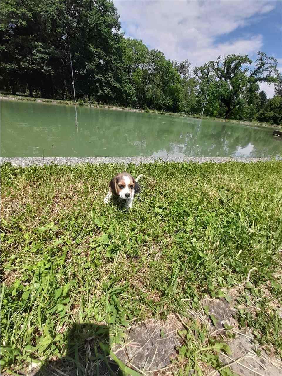 Beagle
