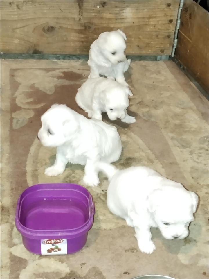Maltese