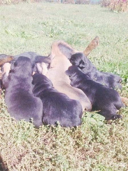 Qen-Terrier-