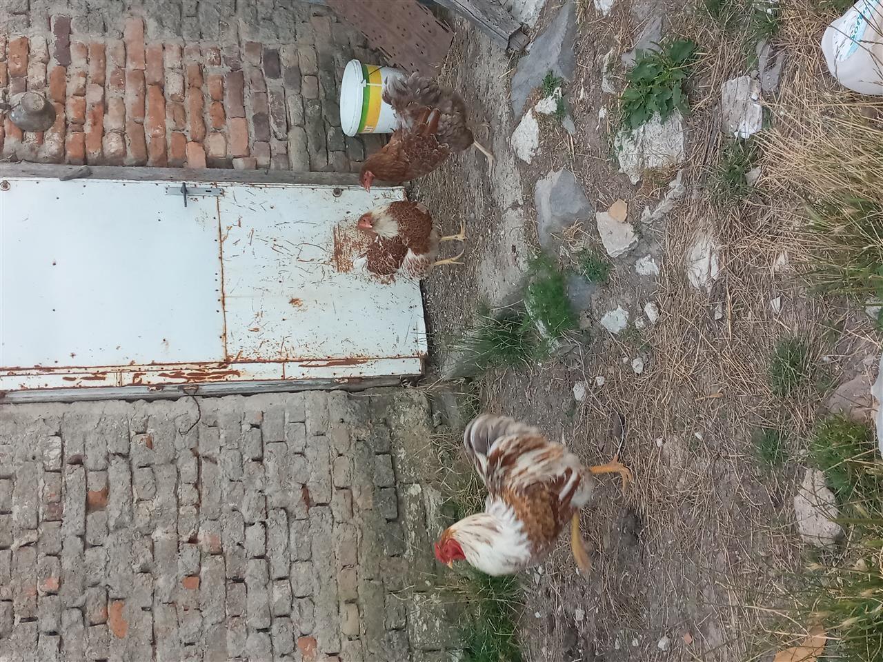 Pula-Wiandote-