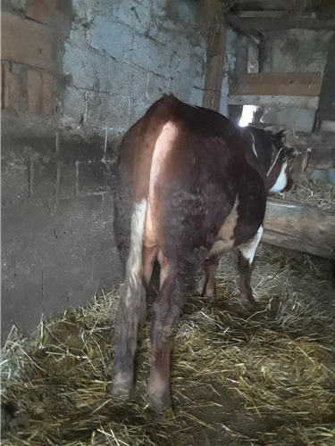 biki