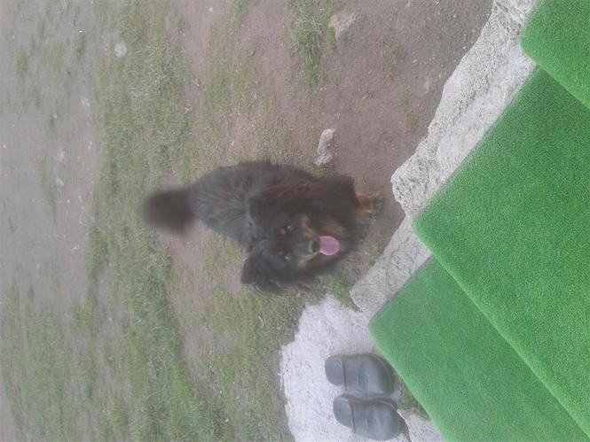 Bubi 