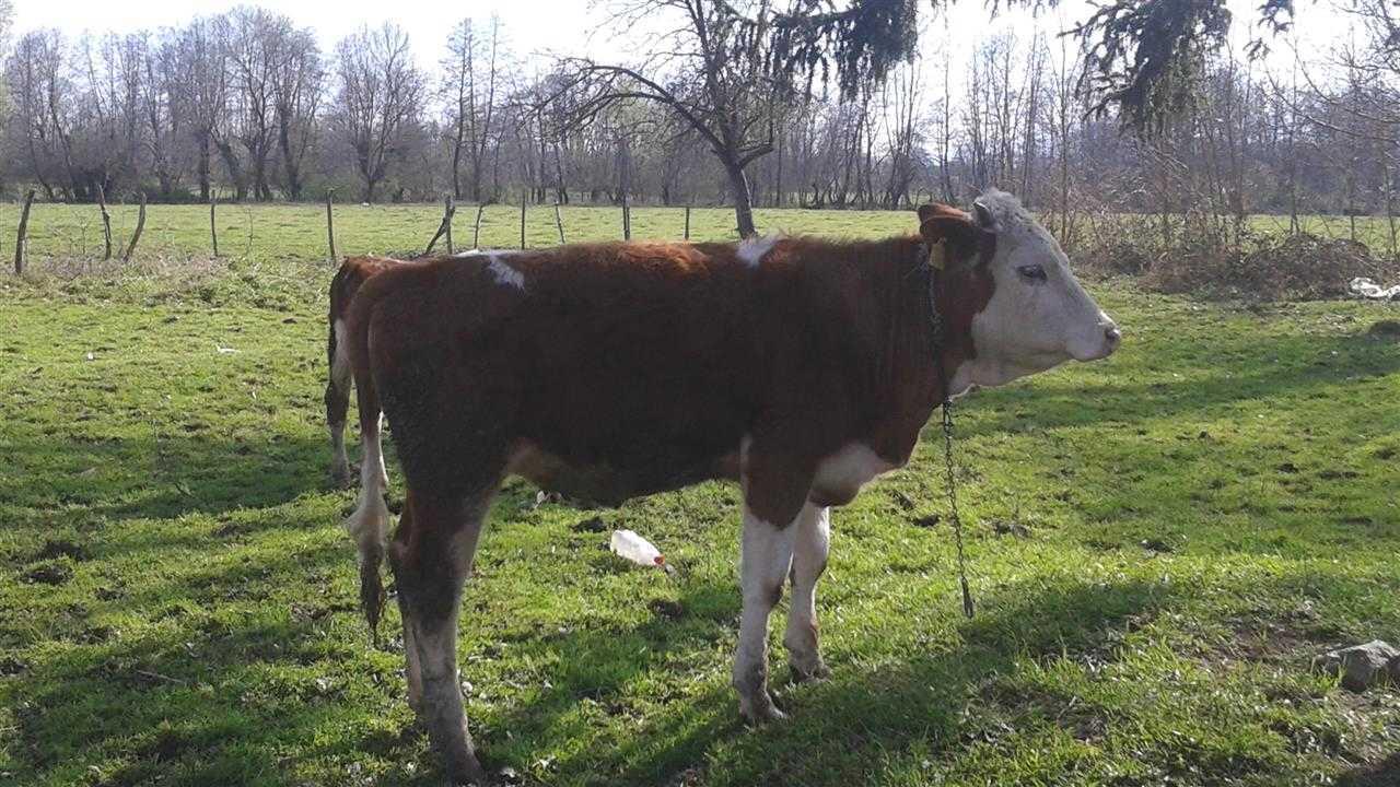 Mshtjerra