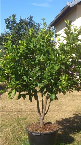 Limoni