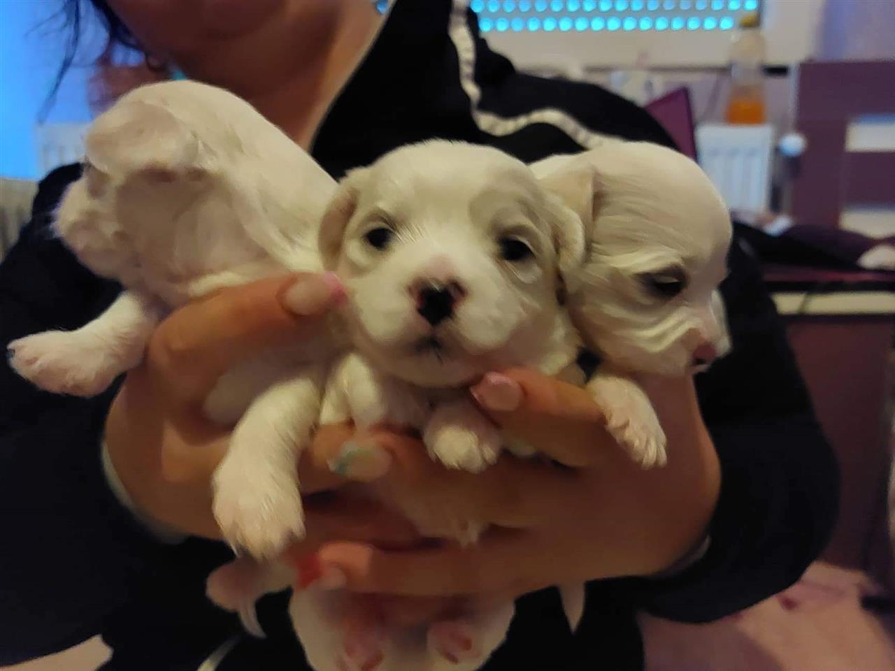 Mini-maltezer