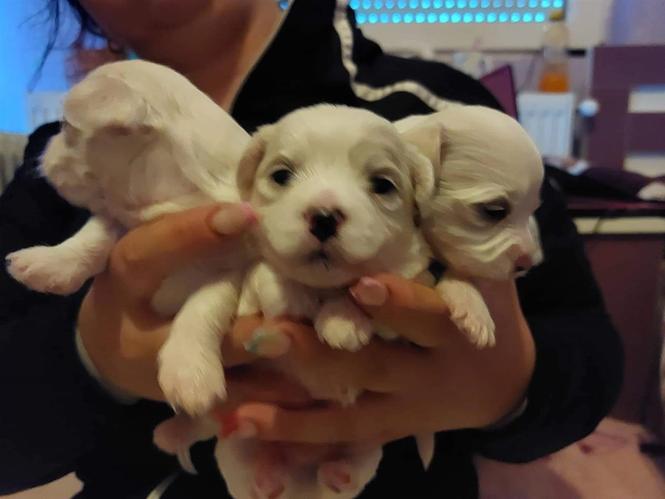Mini maltezer