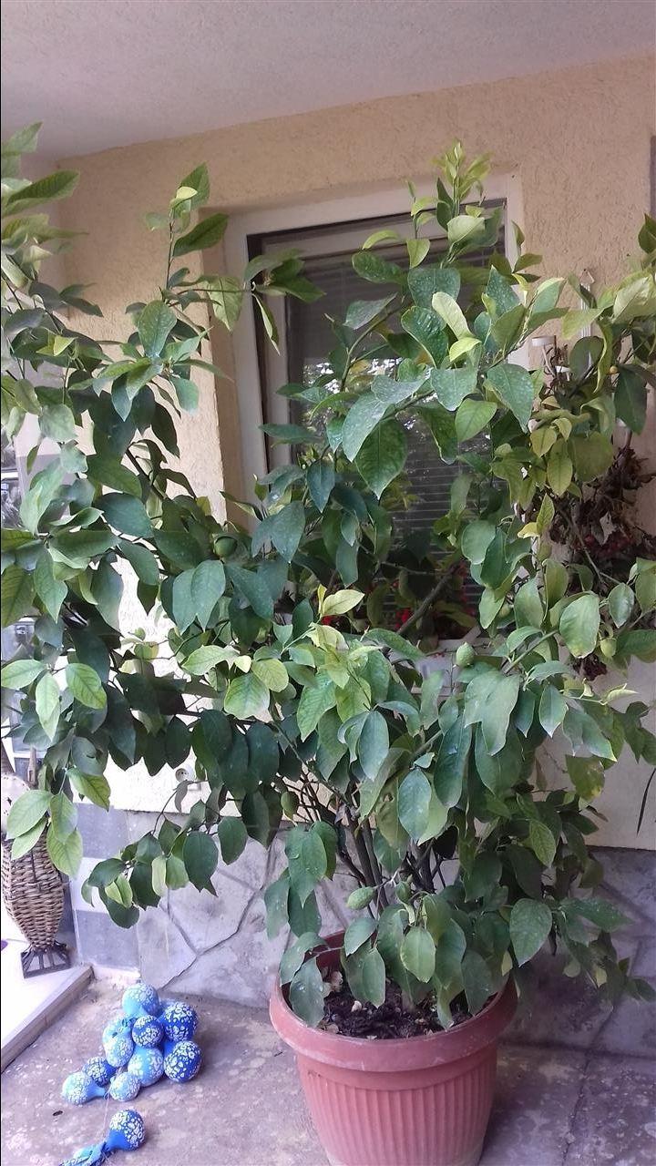 Limana