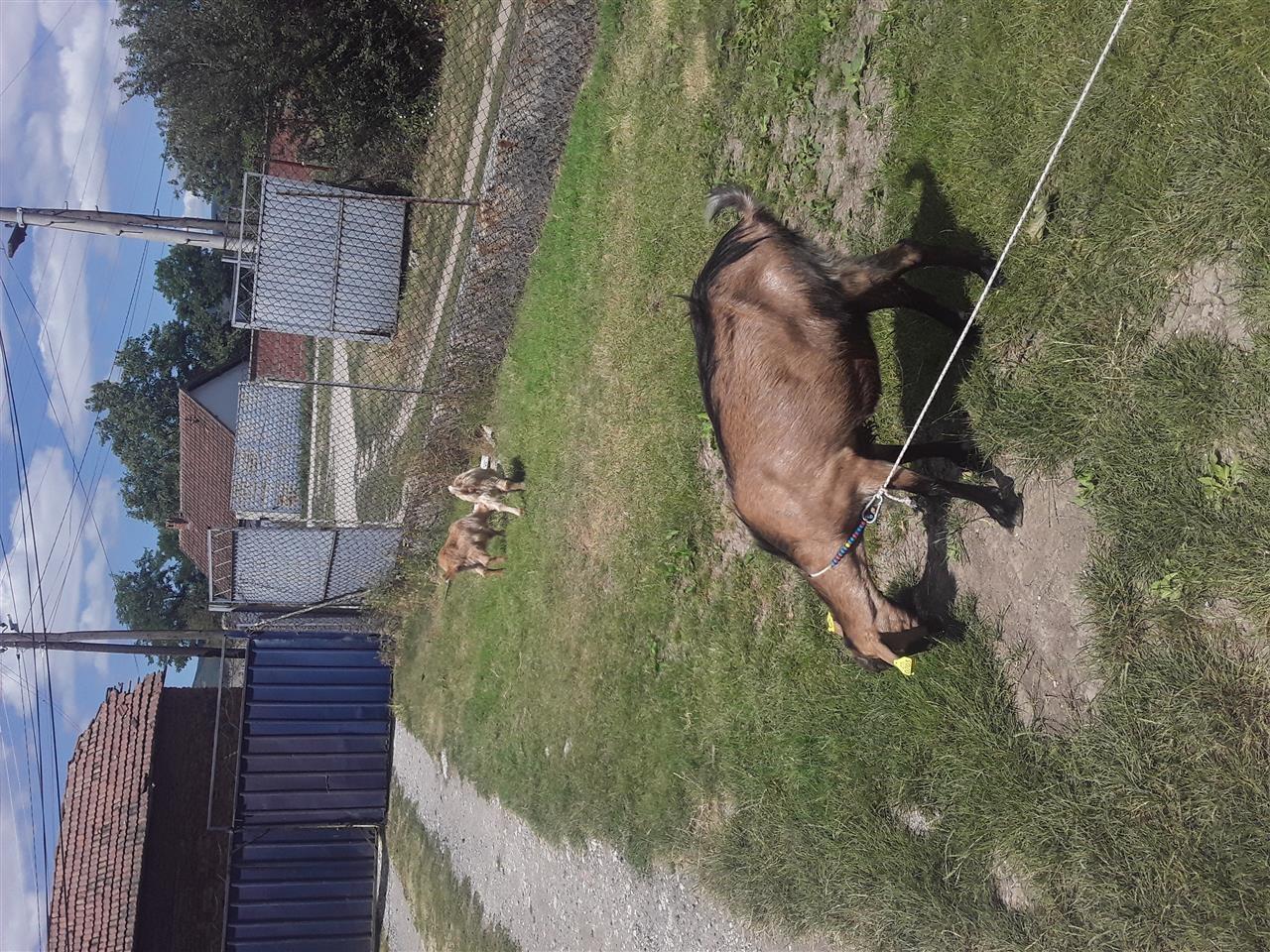 Koze