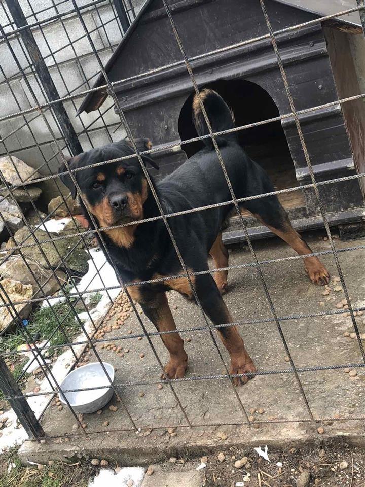 Shitet-Rottweiler-