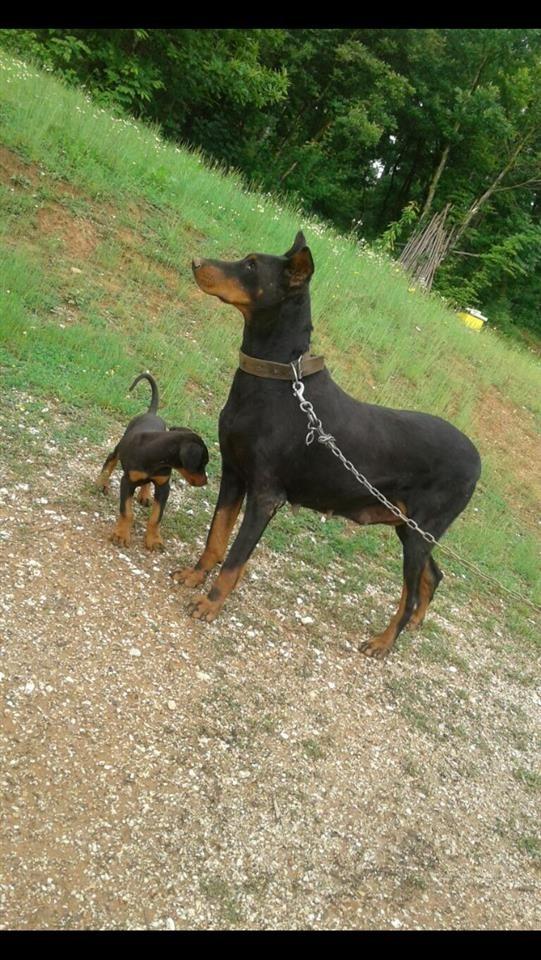 doberman-
