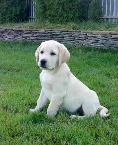 Labrador 