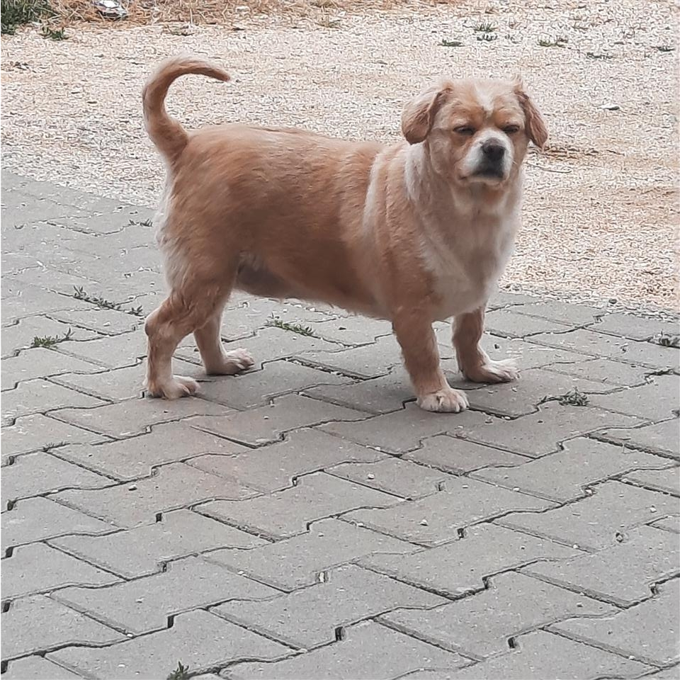 QENI