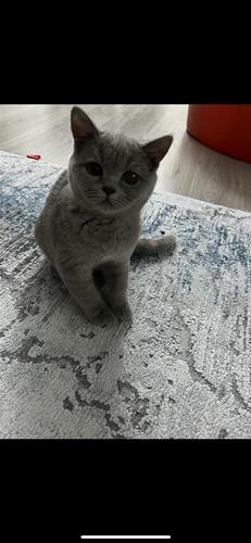 Macat British