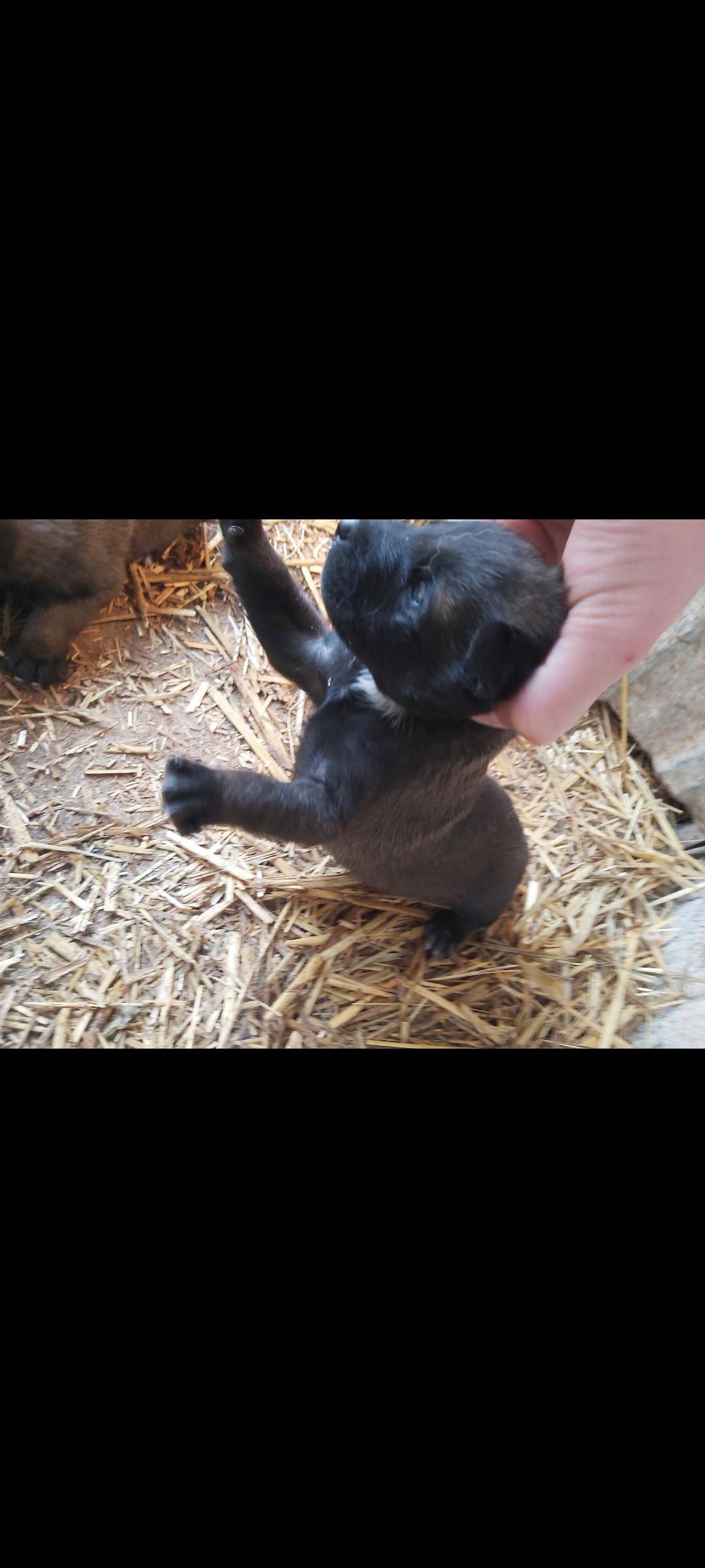 Malinois