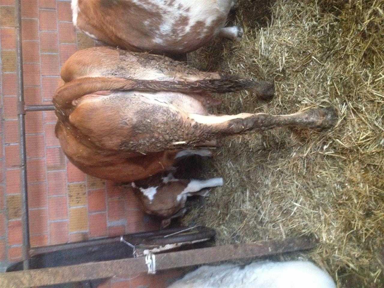 lop-ferme