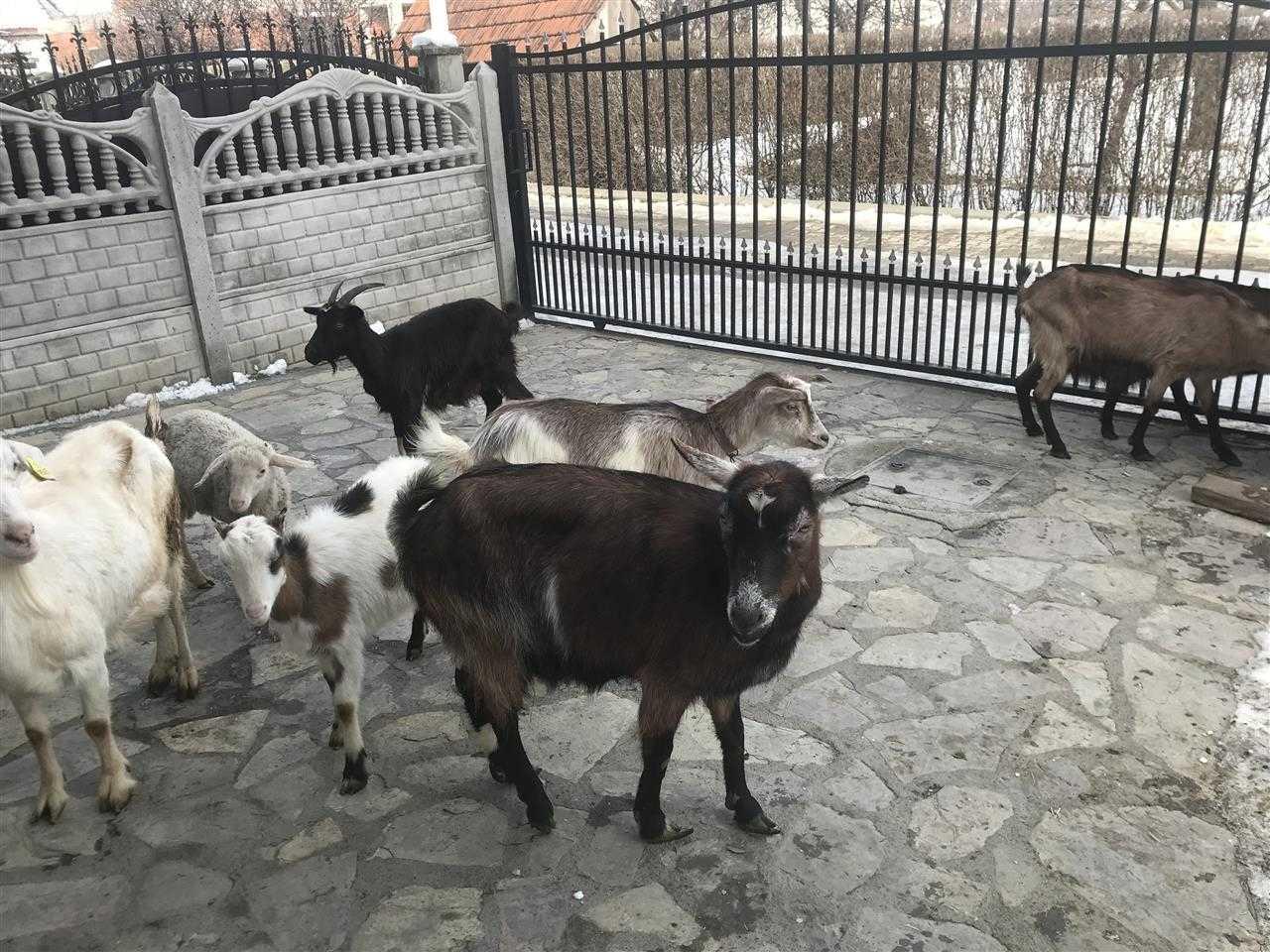 Shiten-Dhit-me-edha