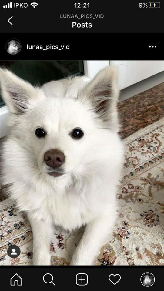Spitz-