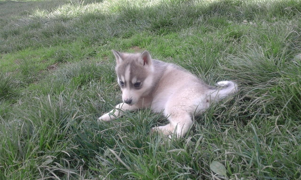 Haski
