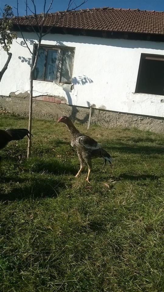 Pule-