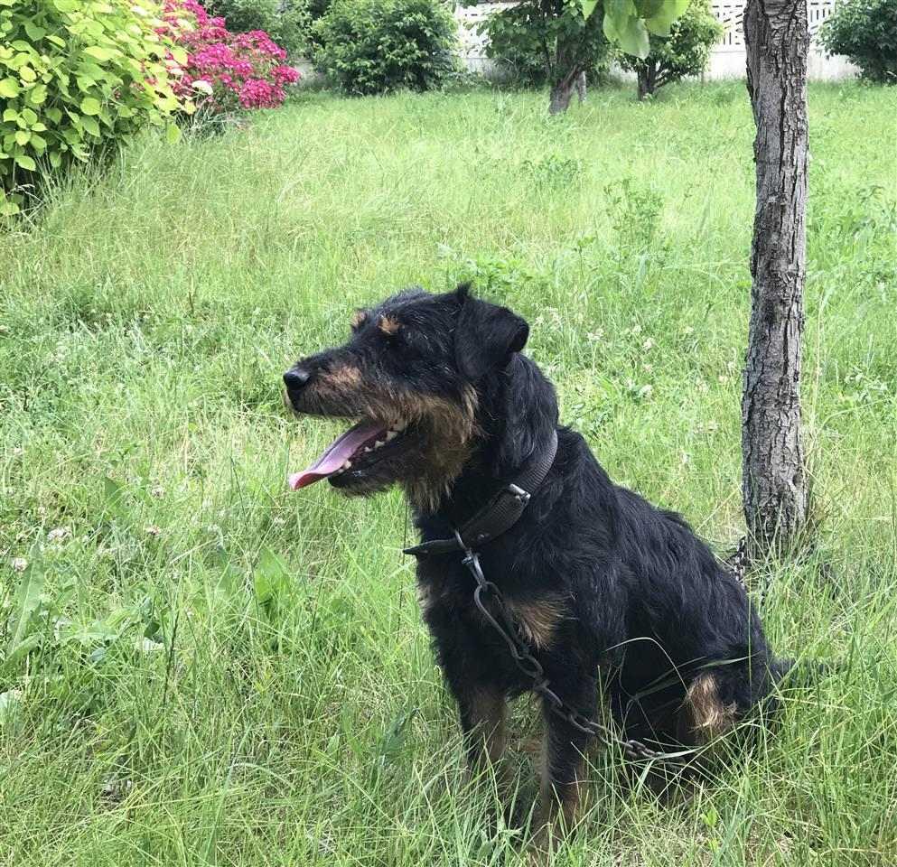 Terrier-Mashkull