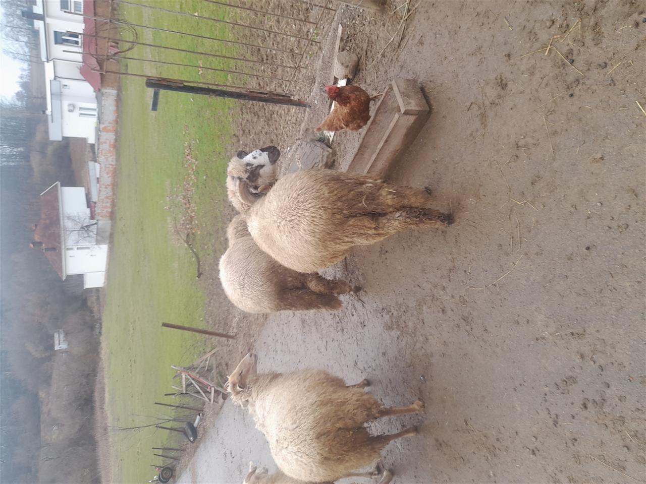 Kinxhatë