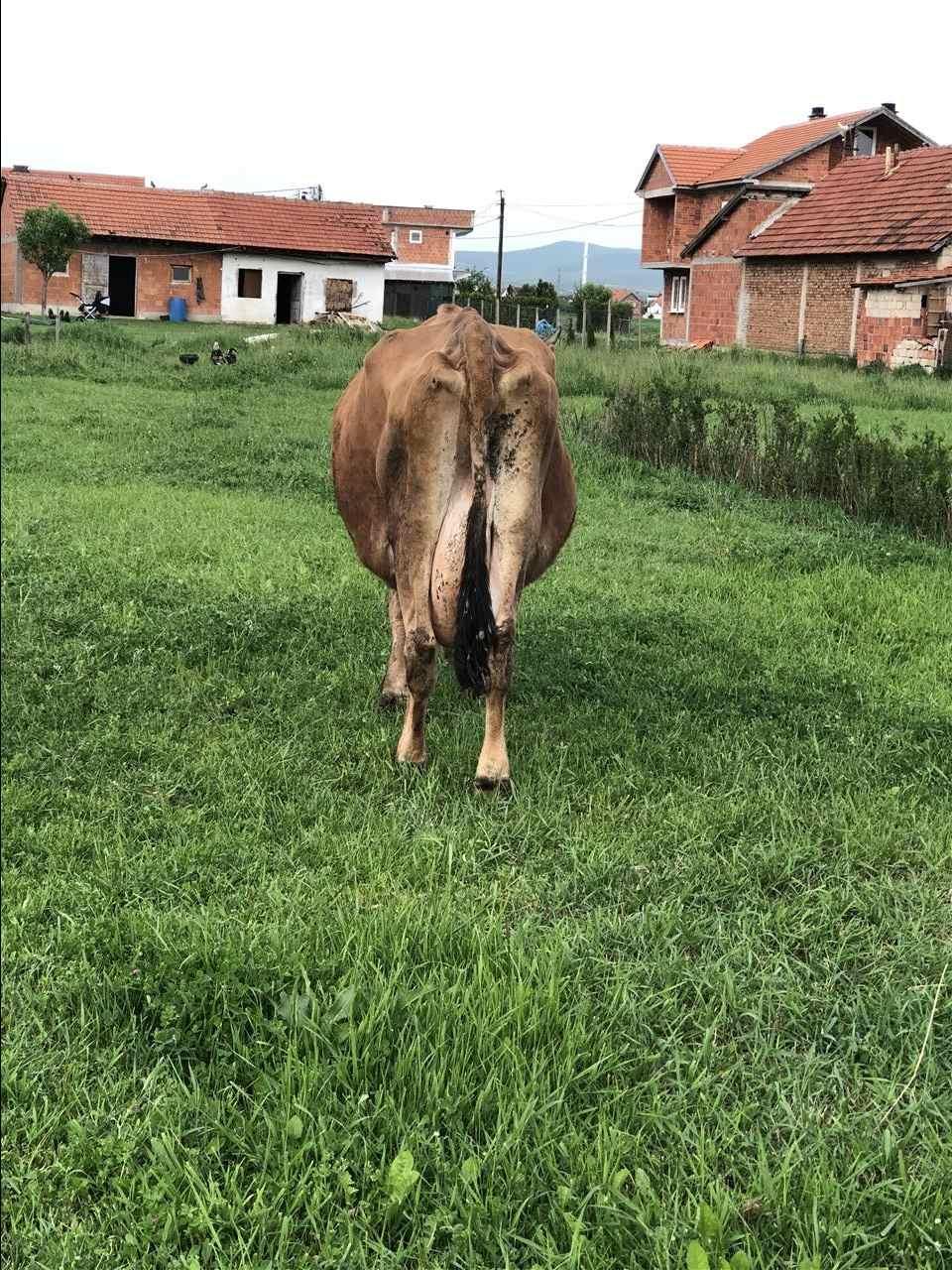 Lop