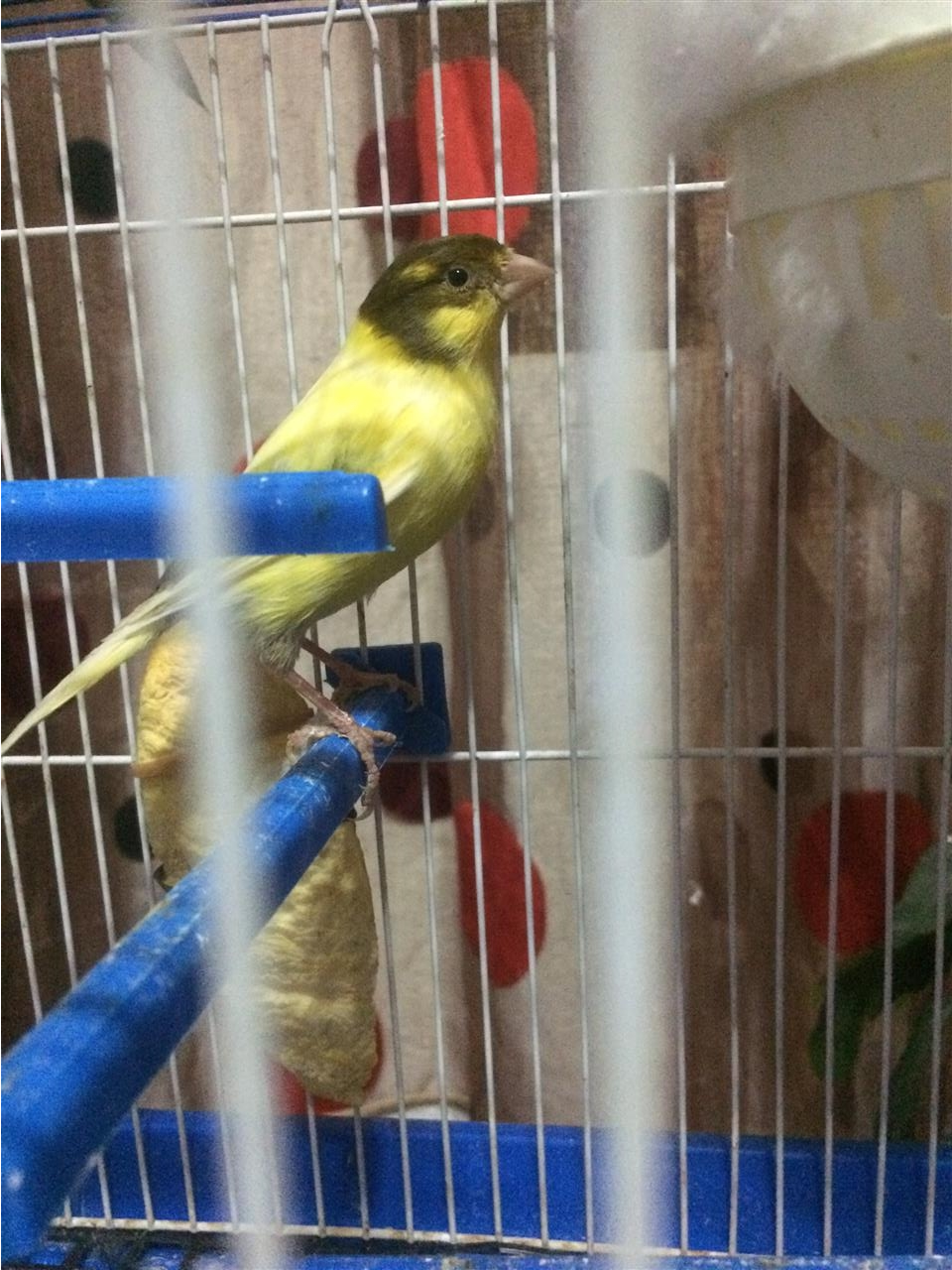 Kanarina