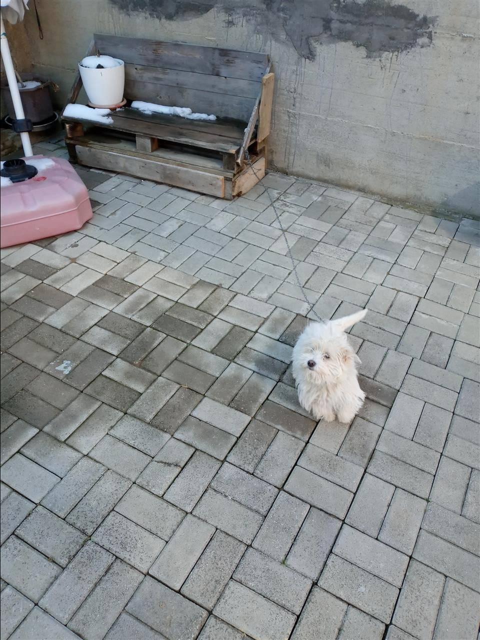 MINIK