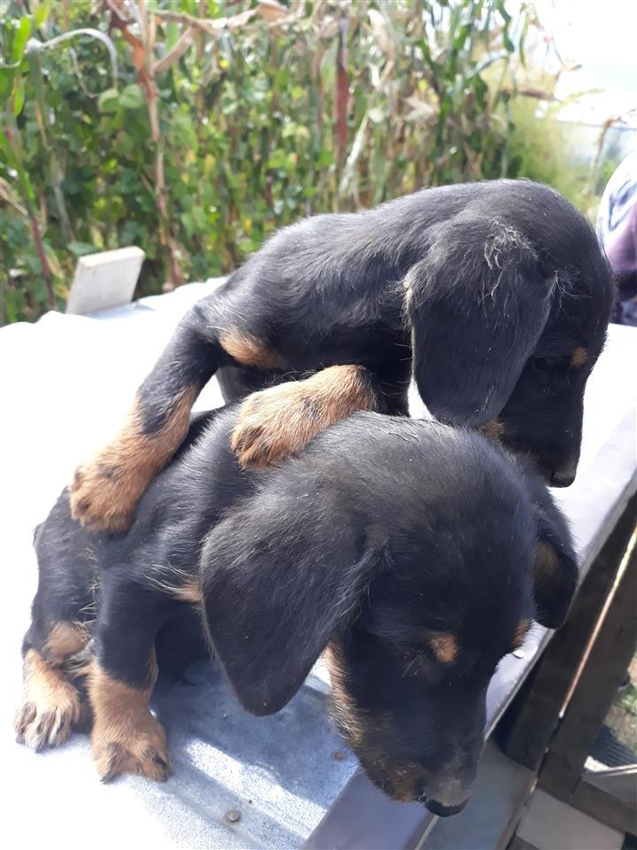 Terrierat