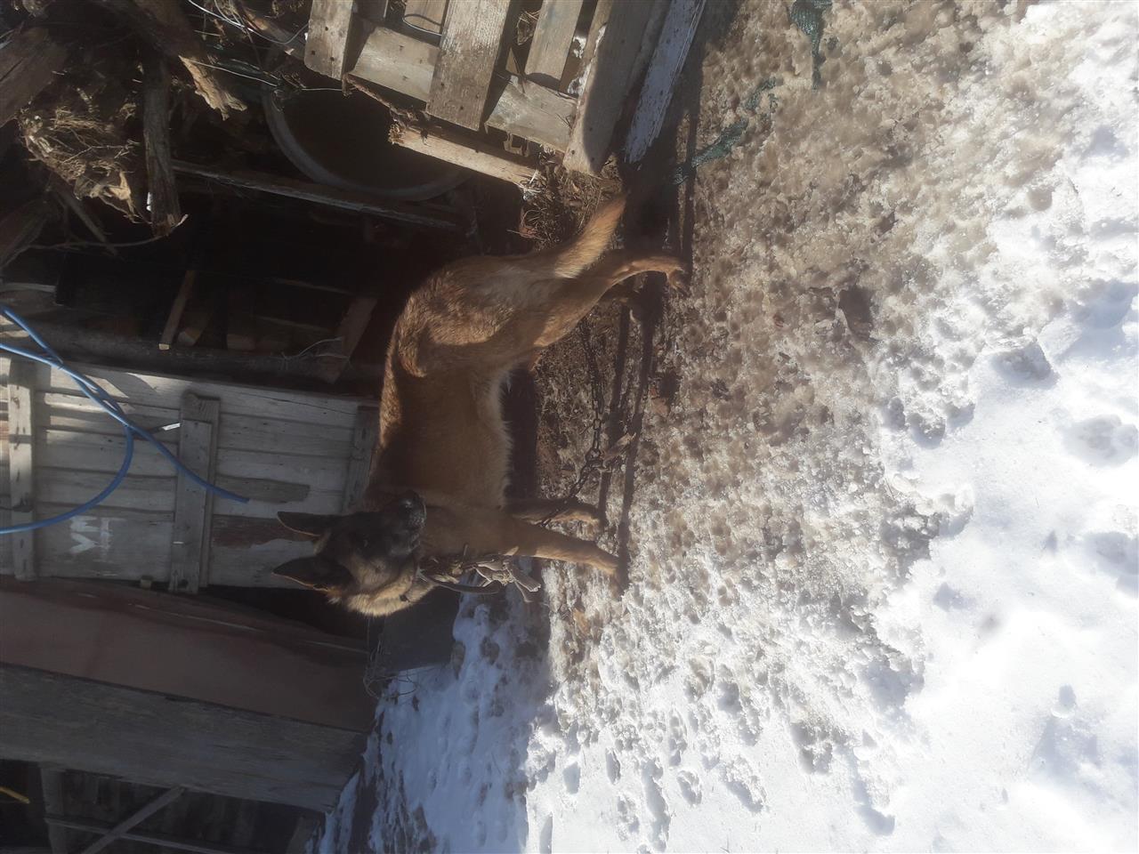 titulli
