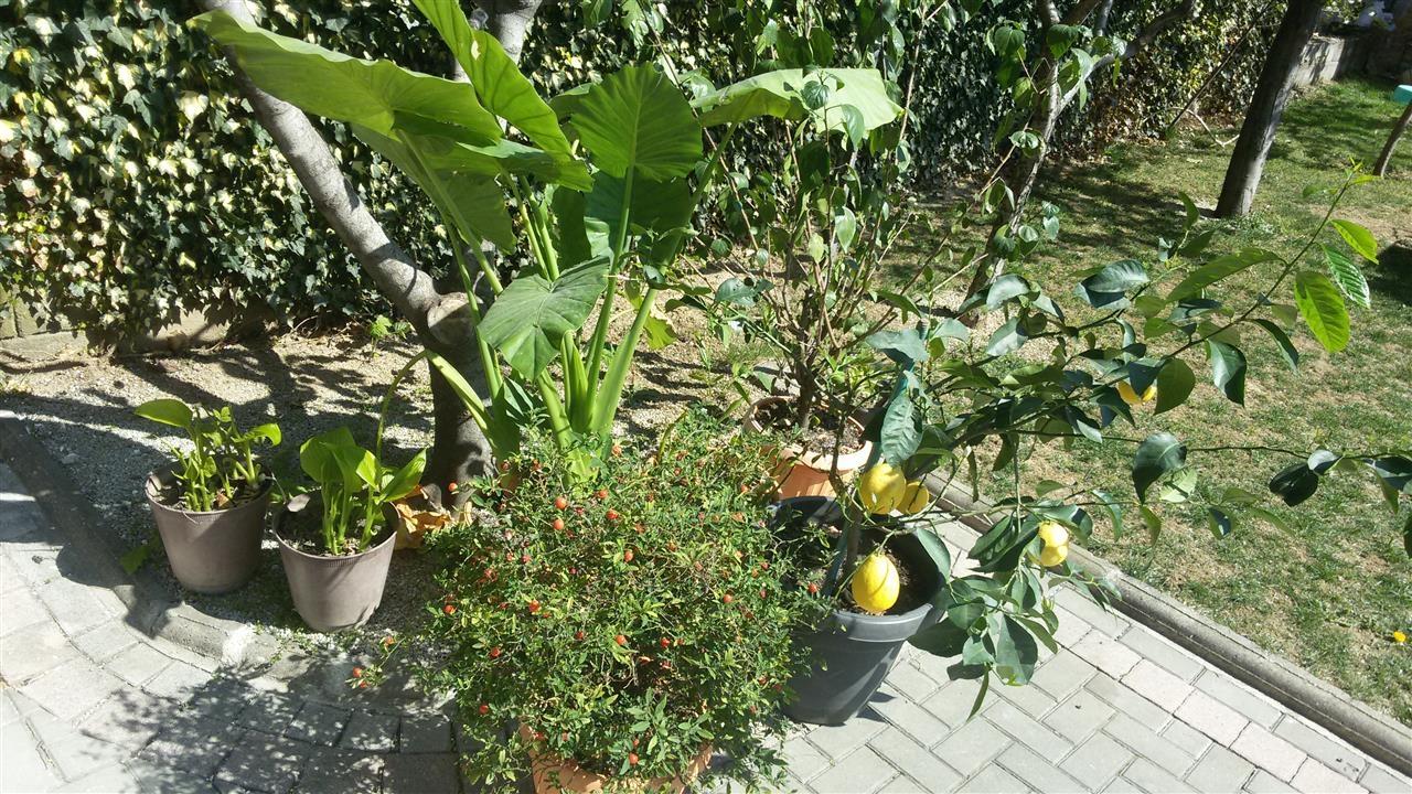 lule-dhe-limon