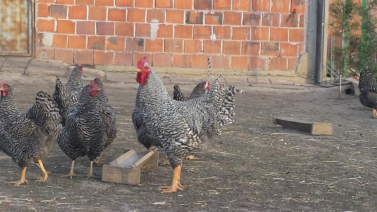 Gjeli-amrok