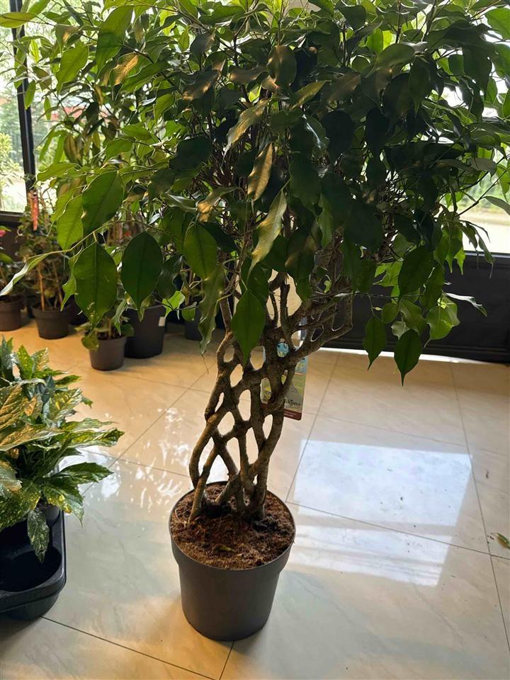 Ficus-Tarab