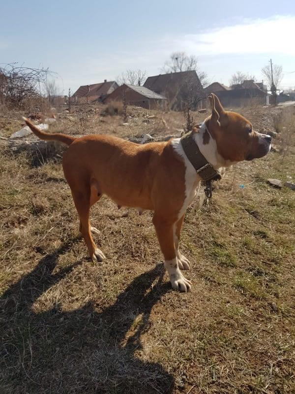 pitbull