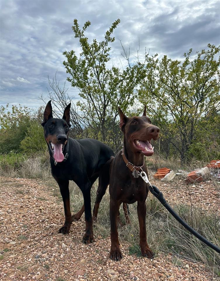 Doberman