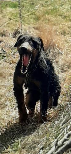 Shitet terrierka 