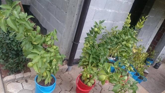 Limon