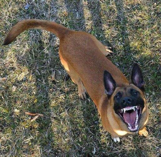Belg Malinois 